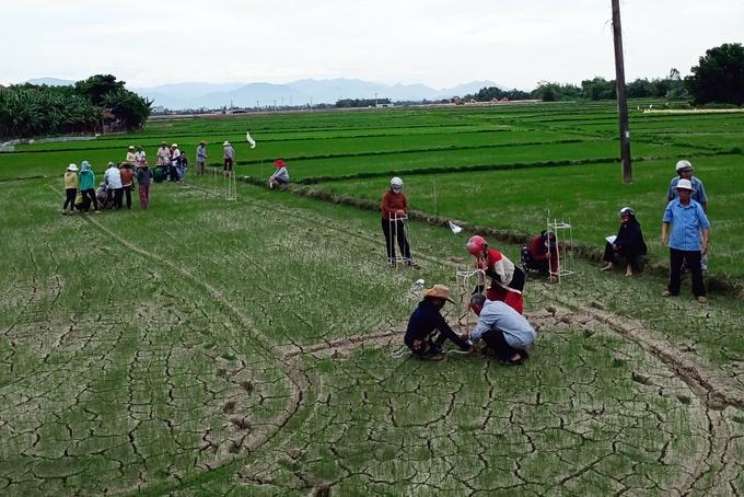 iphm-tren-cay-lua-4-162550_631.jpg Nông dân hào hứng học tập về IPHM trên ruộng lúa. Ảnh: KS.