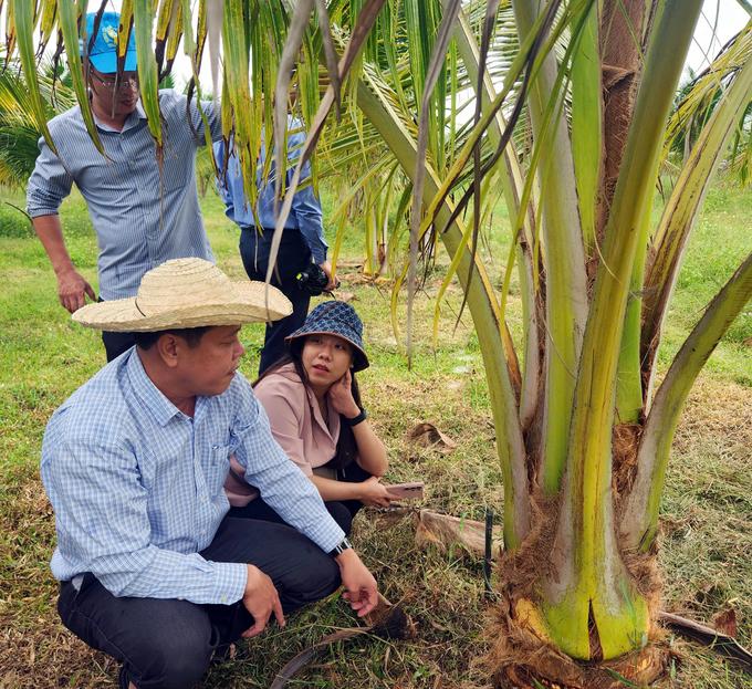 cay-dua-2-095322_436.jpg Dừa là 1 trong 4 cây công nghiệp chủ lực đến năm 2030 của tỉnh Phú Yên. Ảnh: NT.